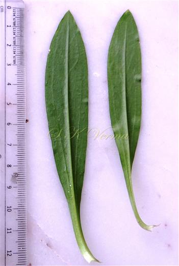  Leaves-Abaxial surface